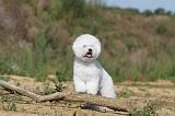 BICHON FRISE 272